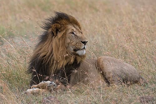 Portrait of a male lion Masai Mara-Kenya Kenya Nature Print